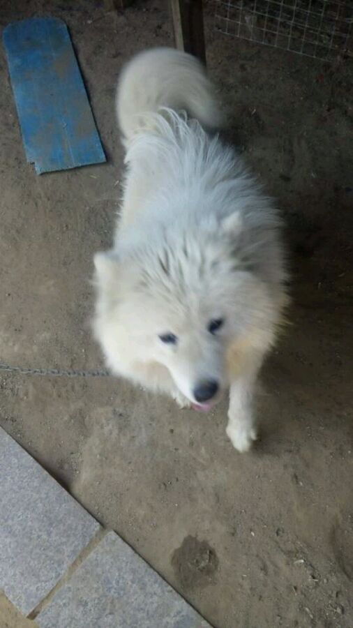 狗狗
