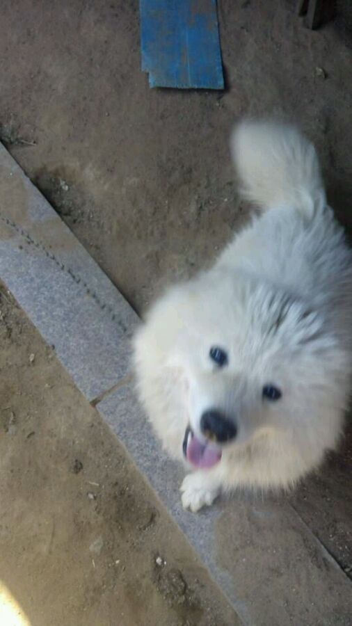 狗狗