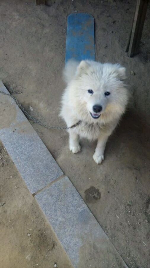 狗狗