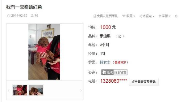 在陈女士家买了一只小泰迪，养了四天就生病了...提醒大家小心