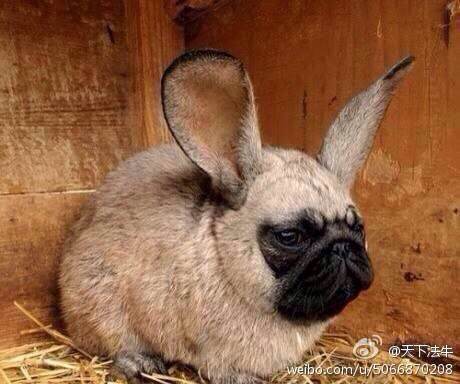 快快猜猜这是什么品种的狗狗…