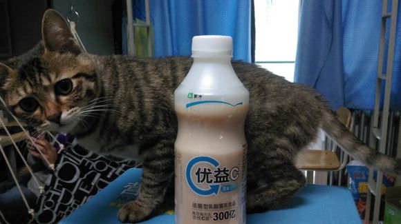 黄岛有没有想收养猫猫的