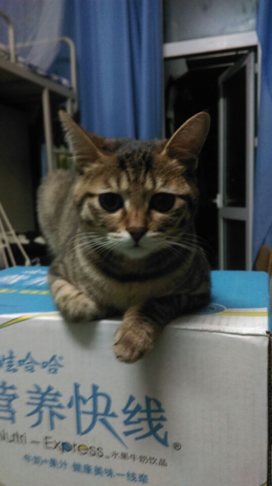 黄岛有没有想收养猫猫的