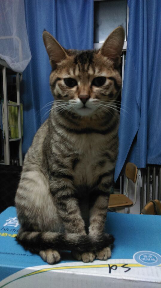 黄岛有没有想收养猫猫的