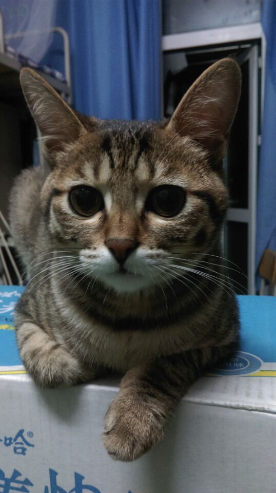 黄岛有没有想收养猫猫的