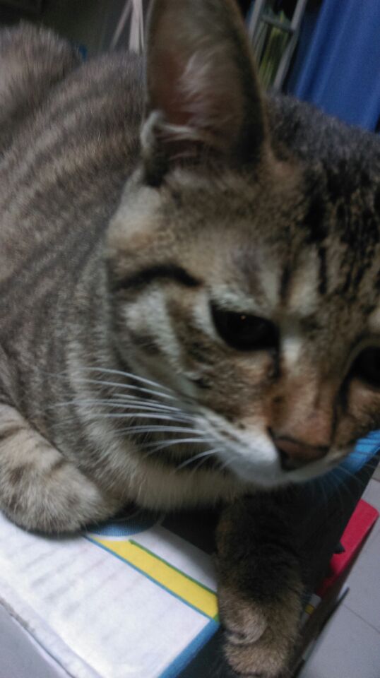 黄岛有没有想收养猫猫的
