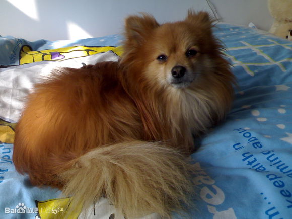 寻爱犬，红棕色博美一只！必重谢！！！！！！！！
