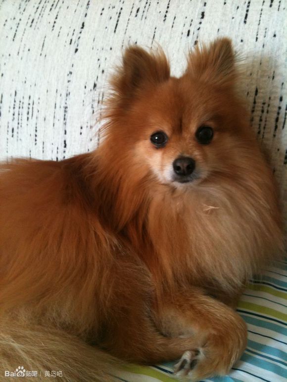 寻爱犬，红棕色博美一只！必重谢！！！！！！！！