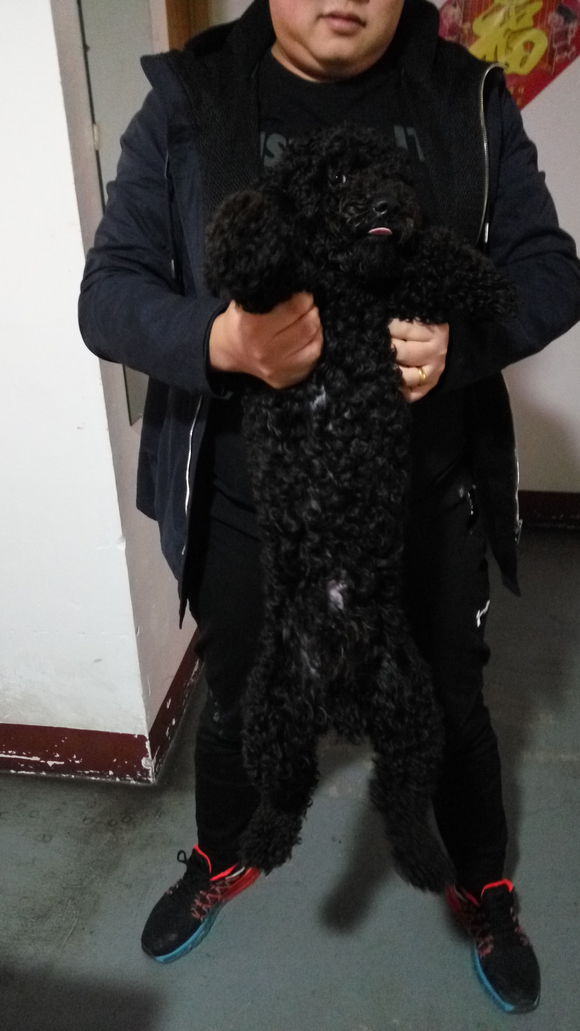 公泰迪求个老婆， 开发区辛安团结路世纪新村 求配小狗