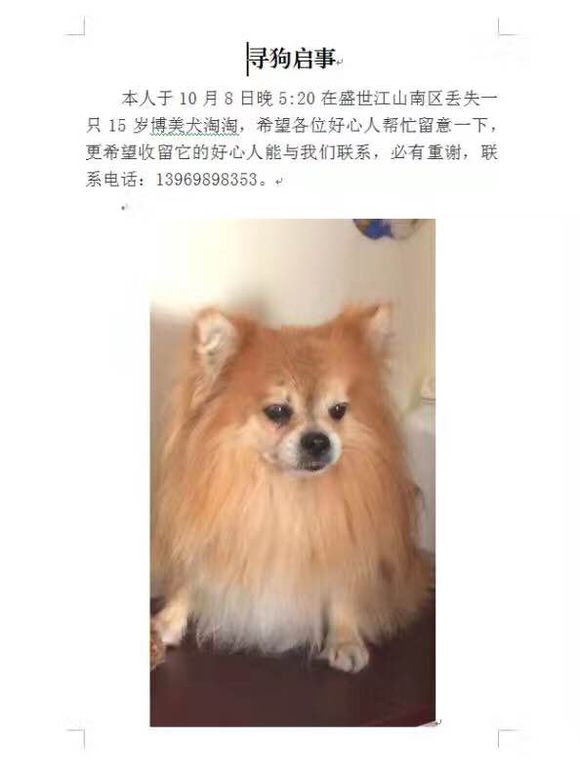 急寻博美犬