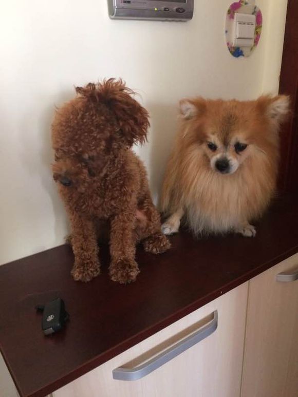 急寻博美犬