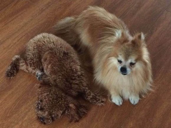 急寻博美犬