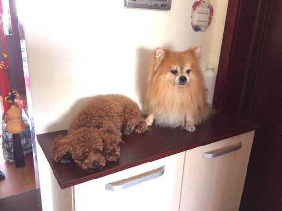 急寻博美犬