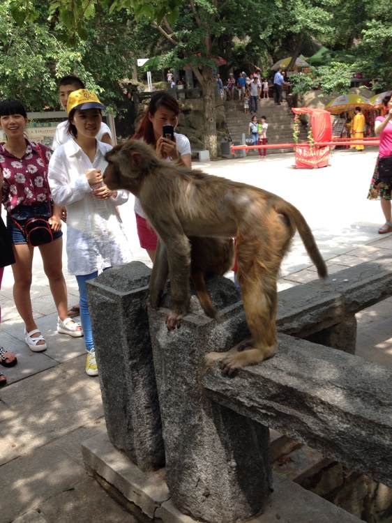 看小猴zhi