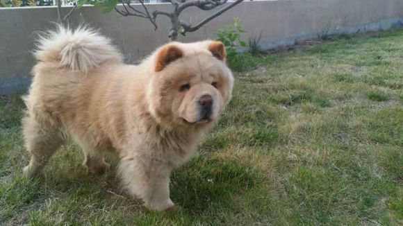 寻狗启示好心人帮帮忙