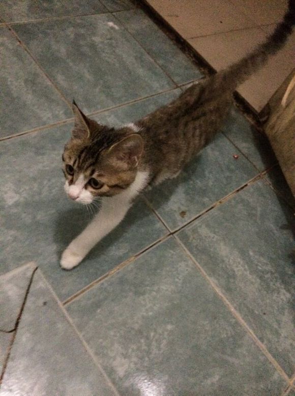 小猫领养。非城勿扰 黄岛区