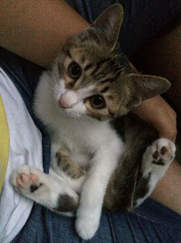 小猫领养。非城勿扰 黄岛区
