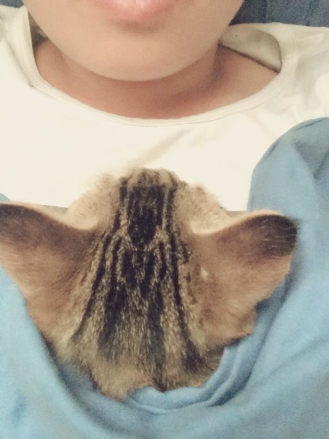 小猫领养。非城勿扰 黄岛区