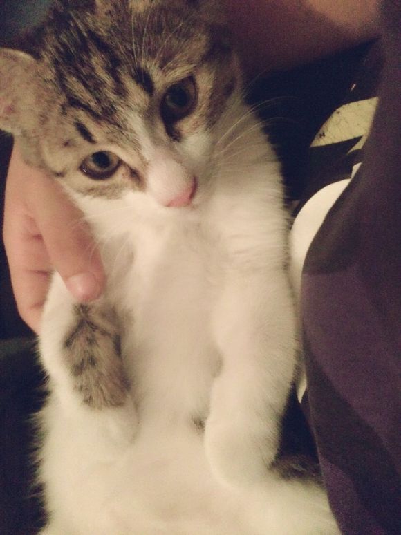 小猫领养。非城勿扰 黄岛区