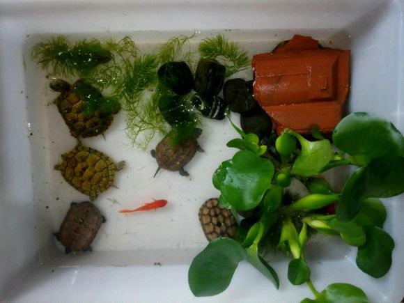 养龟的朋友可以交流一下！纯属娱乐