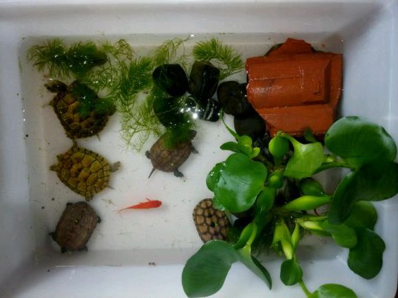 养龟的朋友可以交流一下！纯属娱乐