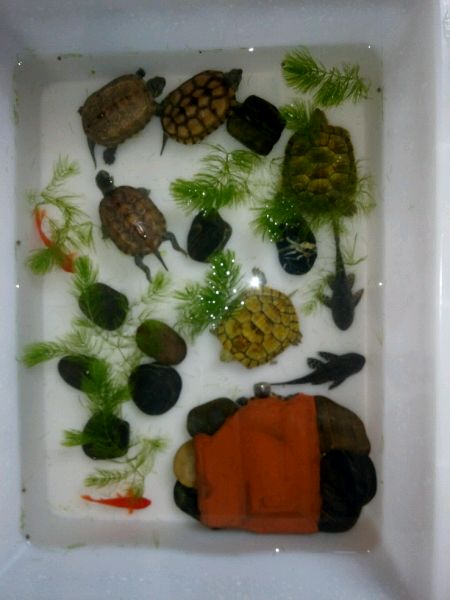 养龟的朋友可以交流一下！纯属娱乐