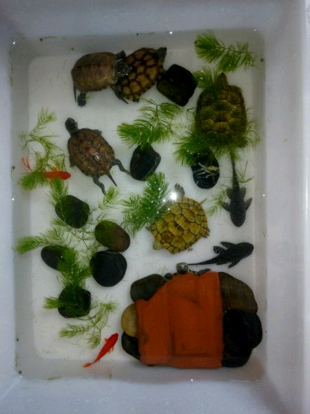 养龟的朋友可以交流一下！纯属娱乐