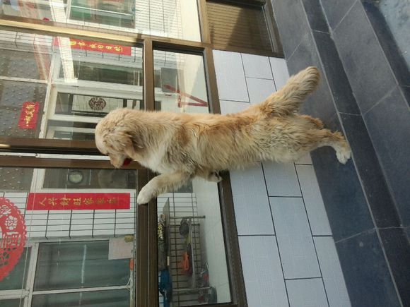 谁家有金毛吖，求赠送金毛宝宝，万分感谢