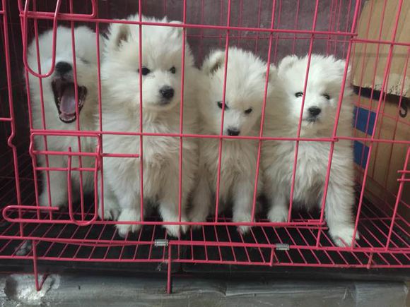 自家养萨摩耶宝宝