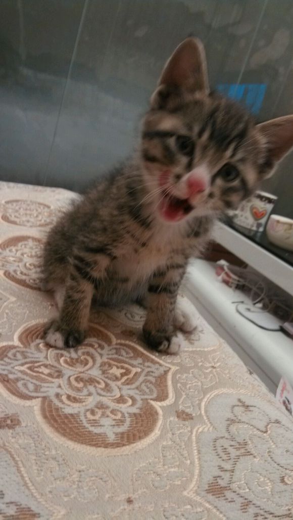 求狗狗一只！给猫猫做伴