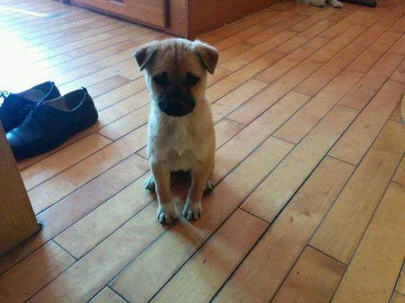 倒贴钱求好人收留此Dog