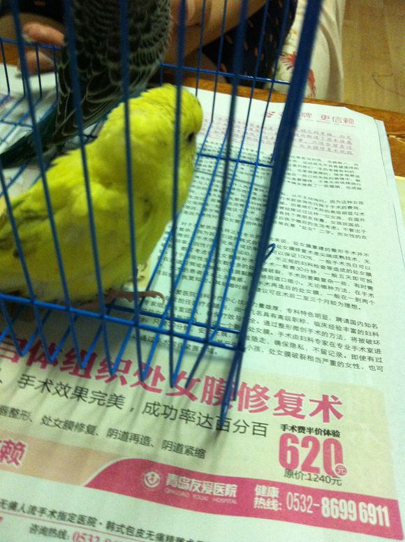 家里不让养了，转让虎皮鹦鹉两只，带笼子50元（新街口附近）