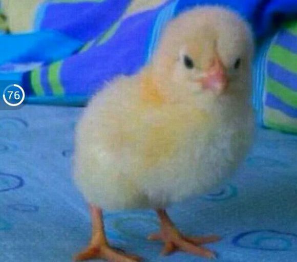 你们看看这金雕能卖多少钱$_$