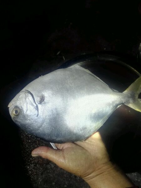 小哥小曼们这是什么鱼