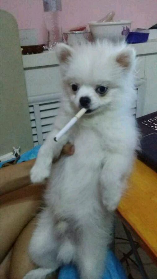 要放假了！谁送我个狗狗。。。