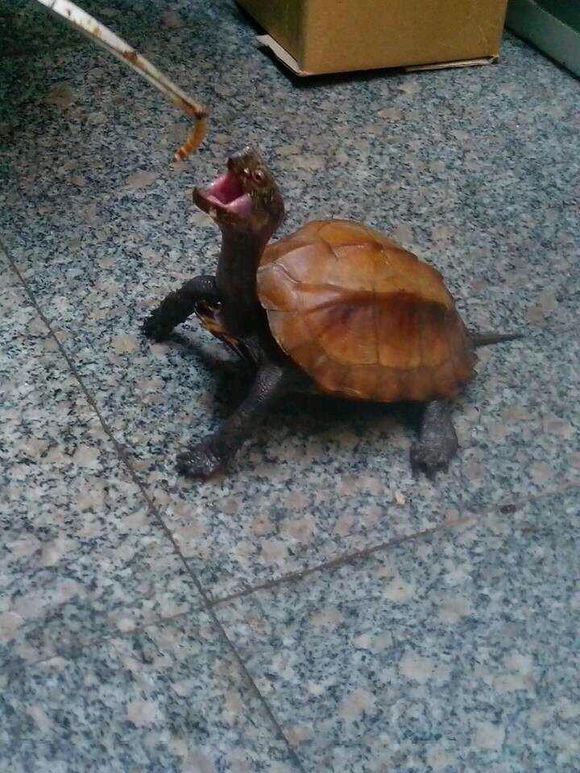 手机有几只龟龟，养不了了，看看谁发发善心带走
