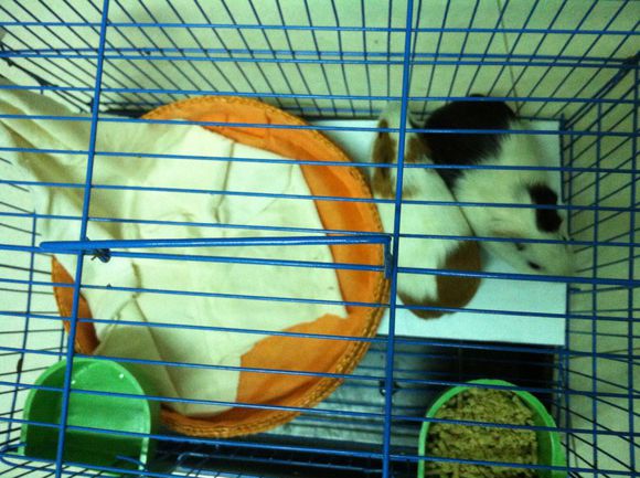 100块钱钱转养荷兰猪两只，有要的吗，