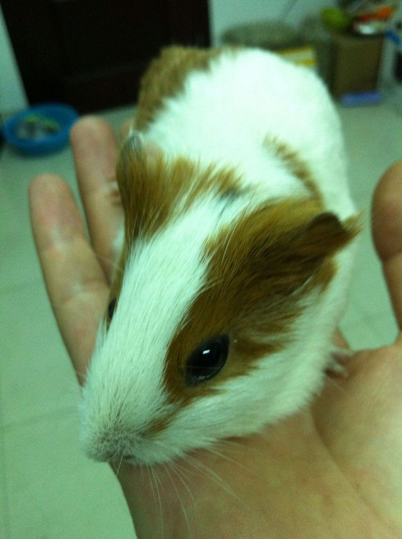 100块钱钱转养荷兰猪两只，有要的吗，