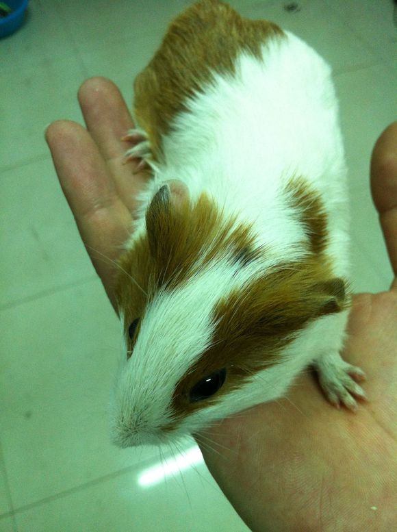 100块钱钱转养荷兰猪两只，有要的吗，