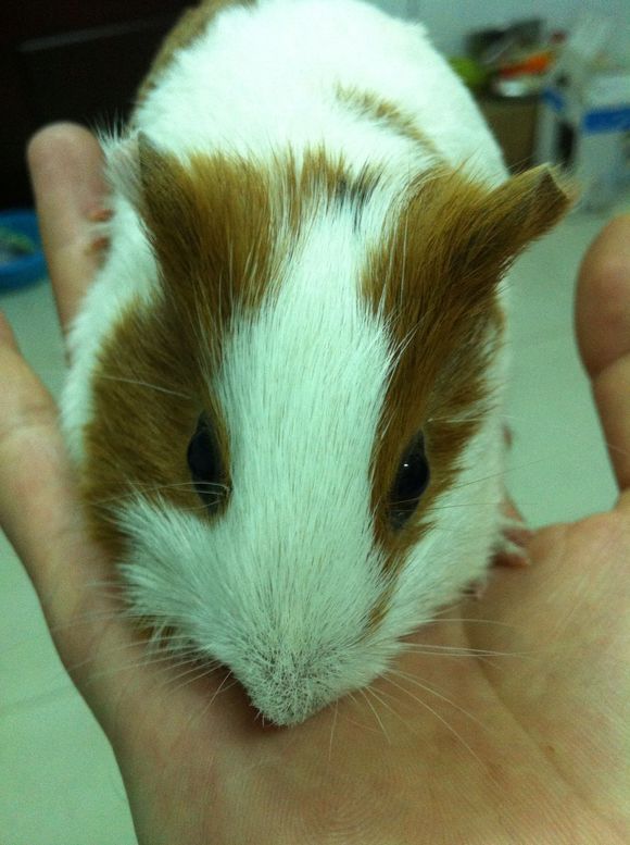 100块钱钱转养荷兰猪两只，有要的吗，
