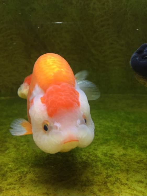有没有喜欢养金鱼的