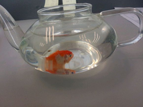 茶壶里养鱼^O^