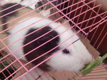 可爱萌宠-荷兰猪。联系电话-13061217346.扣扣：1332140039