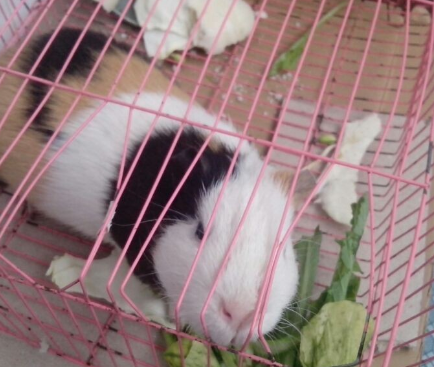 可爱萌宠-荷兰猪。联系电话-13061217346.扣扣：1332140039