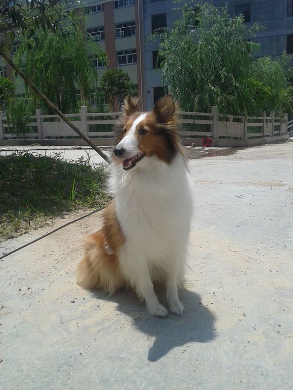 晒小苏牧和狗爸妈照片。33天了，求带走。