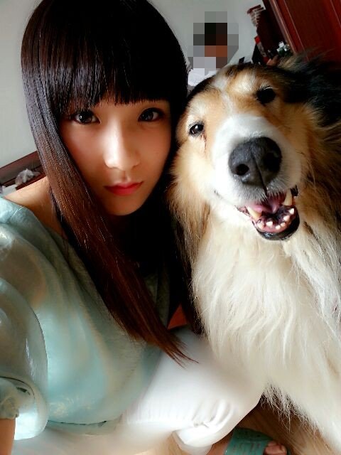 晒小苏牧和狗爸妈照片。33天了，求带走。