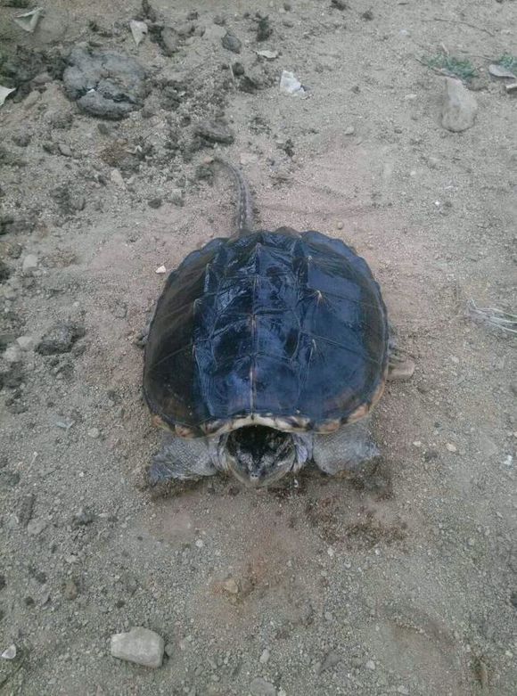 今天去钓鱼抓了一个这个，鳄龟