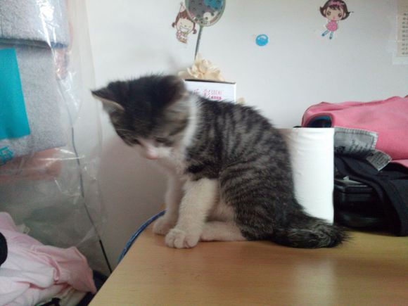 一个月多的小公猫转让求带走~~o(>_