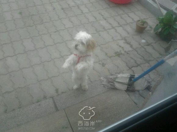 急！！！寻狗启示