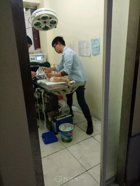 丁家河尚佳宠物医院害死了我的猫